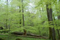 Buchenwald mit viel Buchen-Naturverjüngung