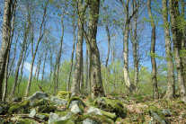 Blocküberlagerter hängiger Laubwald.