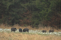 Wildschweinrotte steht auf schneebedeckter Wiese