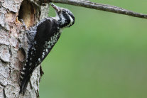 Ein grau-schwarzer Specht ohne typisches rotes Käppchen