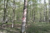 Gemischter Laubwald, an einem Baum hängt eine Box.
