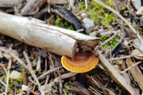 Orange-brauner Pilz an absterbendem Baumstamm.