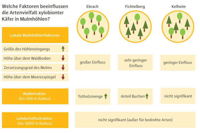 Grafik zeigt Umweltfaktoren die das Vorkommen xylobionter Käfer in Mulmhöhlen beeinflussen