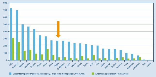 Säulendiagramm zeigt die Gesamtartenzahl pflanzenfressender Insekten einiger Baumarten