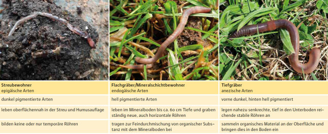 Eine Tabelle mit den verschiedenen Merkmalen der Regenwurmarten