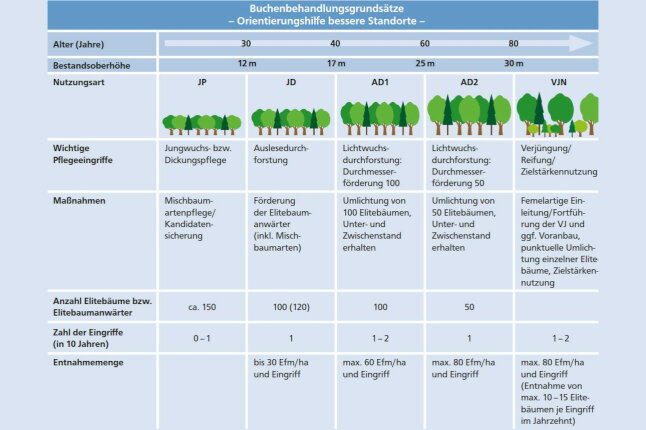 Tabellarische Darstellung der Buchenbehandlungsgrundsätze im Buchenwald 