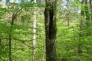 Alter Laubbaum mit großer Mulmhöhle.