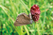 Brauner Schmetterling auf roter Blüte