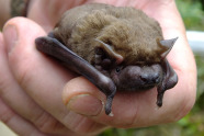 Fledermaus sitzt in Menschenhand.