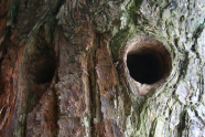 Löcher in einem Baum