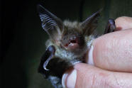 Fledermaus in der Hand eines Experten.