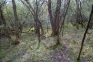 w52 Die schwarzpappelreiche Isaraue bei Essenbach