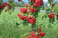 Rote Beeren der Vogelbeere in ihrer Dolde an einem Ast vor Wiesenhintergrund