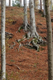 Mit Laub bedeckter Hang in einem lichten Wald.