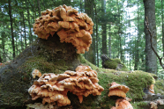 Pilze an einem umgefallenen, toten Baum, die wie Walnüsse aussehen