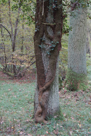 Eichen in lichtem Wald. Die vordere ist mit Efeu umrankt.