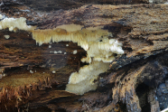 Pilze wachsen an einem Baum