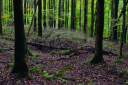 Buchenverjüngung