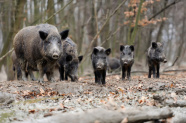 Schwarzwildrotte (Foto: byrdyak/fotolia.com)