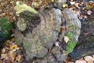 Großer grau-brauner Pilz auf Totholzrest.