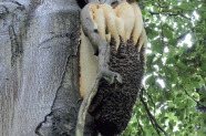 Bienennaturwabe an einem Buchenstamm.