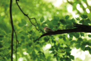 Kleiner Vogel auf einem Ast