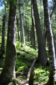 Mischwald am Hang mit liegendem Totholz