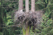 Vogelnest an einem Baum