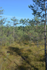 Lichter Kiefernwald auf Moor.