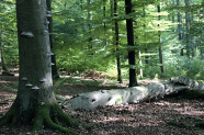 Buchenwald
