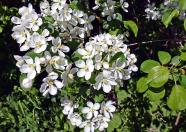 Weiße Blüten an einem Zweig
