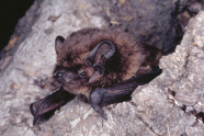 Fledermaus schaut aus Baumhöhle.