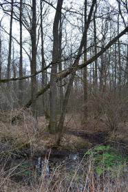 Starke Alteiche in sumpfiger Umgebung