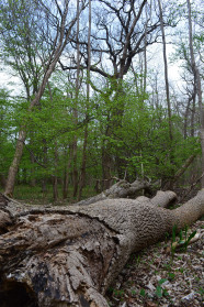 Absterbender alter Baum liegt in Laubwald.