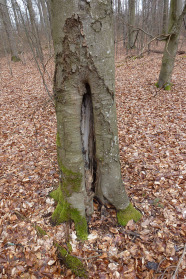 Buchenstamm mit großer Höhle.