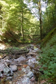 Bergbach im Bergwald