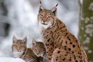Luchs mit zwei Jungen