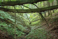 Über einer kleinen Schlucht liegen umgestürzte Bäume