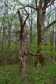 Stehendes Totholz in Laubwald.