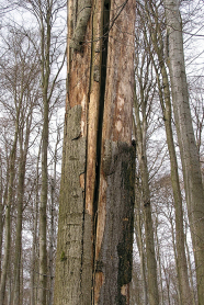 Abgestorbene Starkbuche mit mittigem Längsriss in Laubholzbestand.