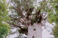 Starker Baum mit knorzeligen Ästen