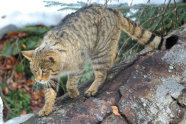 Wildkatze läuft über einen liegenden Baumstamm