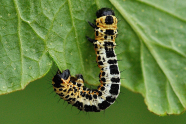 Weiße Raupe mit schwarz-gelber Zeichnung auf Blatt.