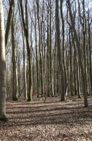 Laubwald im Winter