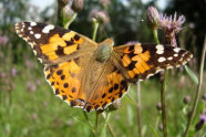 a76 - Bayerische Biodiversitätsstrategie