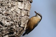  Der Wildapfel – ein Rundumversorger für Vögel Abb. 1
