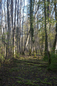 Lichter Laubwald mit liegendem Totholz.