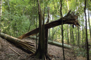 Ein gerborstener Baumstamm im Wald.