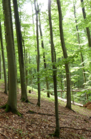 Laubbestand am Hang