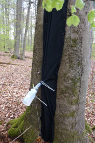 Schwarzes Tuch mit Plastikflasche an einem Rotbuchenstamm.